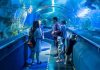 Hành trình khám phá thế giới đại dương tại thủy cung Aquaria KLCC Malaysia Hành trình khám phá thế giới đại dương tại thủy cung Aquaria KLCC Malaysia