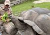 Trải nghiệm khám phá bảo tàng Rùa nổi tiếng trong tour Singapore Trải nghiệm khám phá bảo tàng Rùa nổi tiếng trong tour Singapore